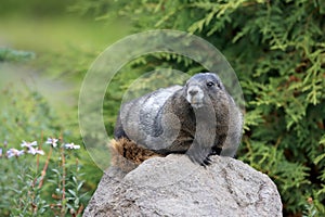 Hoary Marmot  at Mount Rainier National Park,USA