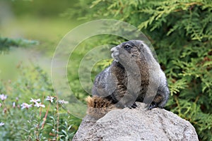 Hoary Marmot  at Mount Rainier National Park,USA