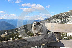 A Hoary marmot on a mountain with a beautiful mountain backdrop showing Whistler Blackcomb mountains photo