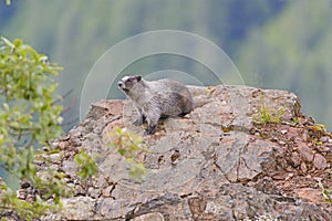 Hoary Marmot on a Mountain Outcrop