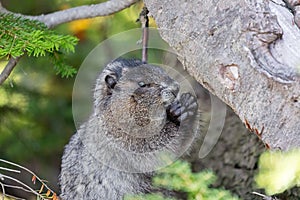 A hoary marmot nibbling on some food in the forest of Mt. Rainier National Park