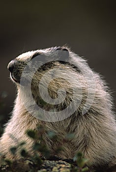 Hoary Marmot Portrait