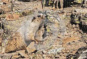 Hoary Marmot Poses On Lichen Coverd Rocks