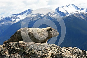 Hoary Marmot Profile