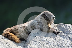 Hoary Marmot on a Rock