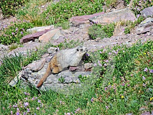 Hoary Marmot on a Rock Glacier National Park Montana