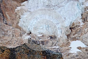 Hoary Marmot on rocks against glacier.