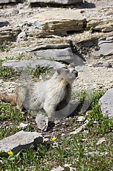 Hoary Marmot on rocky ledge