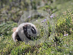 Hoary Marmot Running through a Meadow