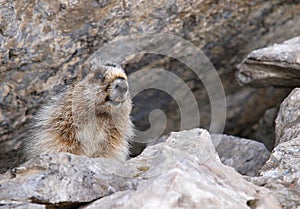 Hoary marmot scouting