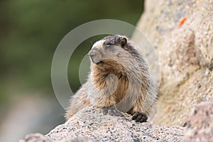 A hoary marmot sitting on a boulder in the Canadian Rockies
