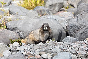 A hoary marmot sitting in front of its den in Mt Rainier National Park staring at the camera
