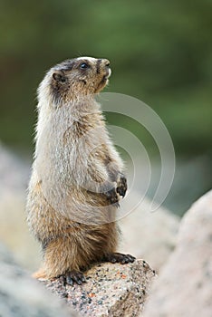 A hoary marmot standing on hind legs in the Canadian Rockies