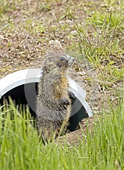 Hoary marmot stands by drainage pipe