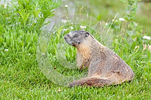 Hoary marmot (Marmota caligata) found in Alberta, Canada photo