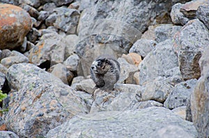 Hoary Marmots - Jasper National Park