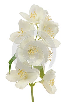 Hoary Mock Orange (Philadelphus Pubescens) Flowers Isolated on White Background