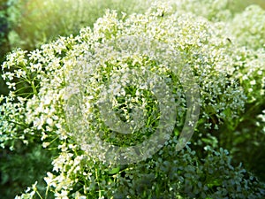 Hoary pepperwort (Cardaria draba