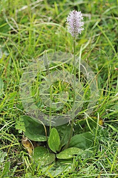 Hoary Plantain