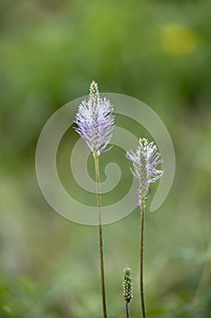 Hoary Plantain growing wild in Italy