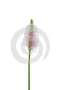 Hoary plantain (Plantago media)