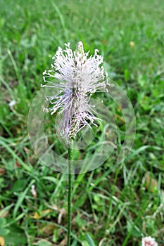 Hoary plantain (Plantago media)