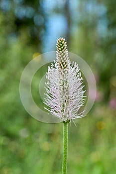 Hoary plantain, typical flora from the Swiss alps