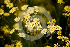 Hoary Ragwort photo