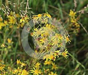 Hoary ragwort