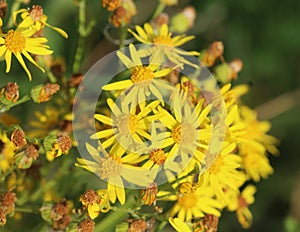 Hoary ragwort