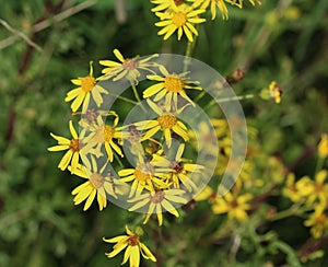 Hoary ragwort