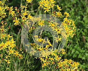 Hoary ragwort
