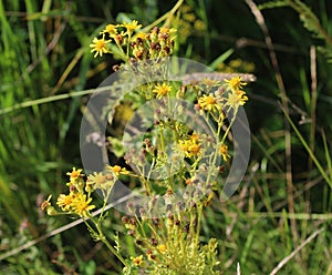Hoary ragwort