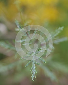 Hoary ragwort (Senecio erucifolius)