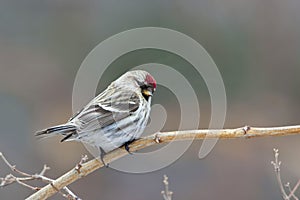 Hoary Redpoll, canthis hornemanni, perched