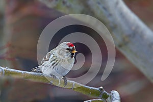 Hoary Redpoll, canthis hornemanni, in tree