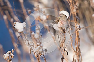 Hoary Redpoll on Common Yarrow in Winter