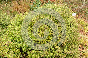 Hoary rock rose or Cistus Creticus plant in Zurich in Switzerland