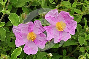 Hoary rock rose, flowers