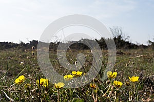 Hoary Rock-rose in a low angle image