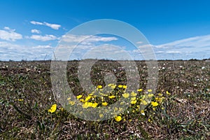 Hoary rockrose in a barren landscape