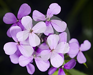 Hoary Stock, Matthiola incana, flowers, close-up, selective focus, shallow DOF