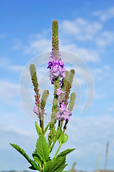 Hoary Vervain (Verbena stricta) Wildflower