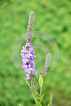 Hoary Vervain (Verbena stricta) Wildflower