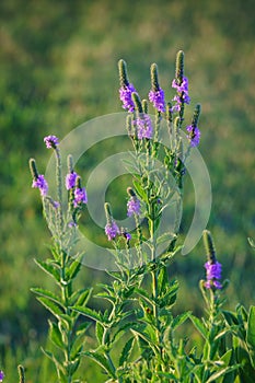 Hoary Vervain Wildflower