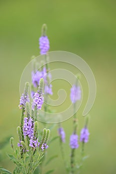 Hoary Vervain Wildflower - Verbena stricta photo
