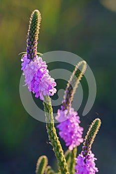 Hoary Vervain Wildflower