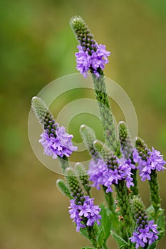 Hoary Vervain Wildflower