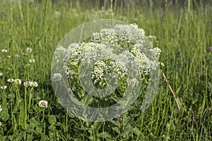 Hoary or white top cress in a meadow