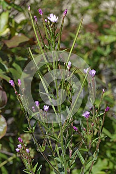 Hoary Willowherb